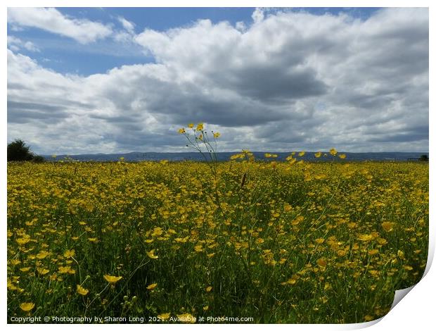 Buttercup Field of Parkgate Print by Photography by Sharon Long 