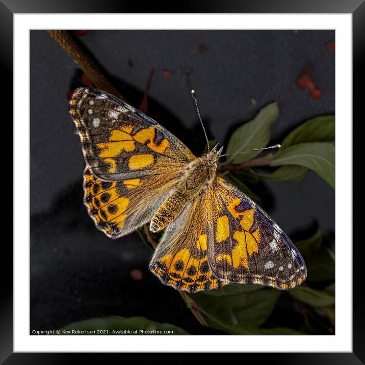 Tortoiseshell Butterfly Framed Mounted Print by Kev Robertson