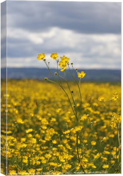 Buttercups against a welsh sky Canvas Print by Photography by Sharon Long 