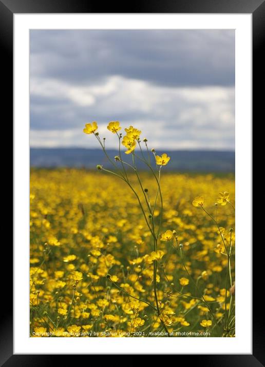 Buttercups against a welsh sky Framed Mounted Print by Photography by Sharon Long 