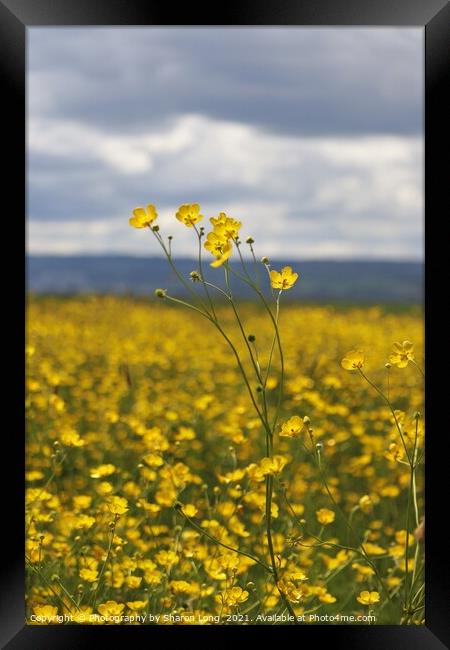 Buttercups against a welsh sky Framed Print by Photography by Sharon Long 