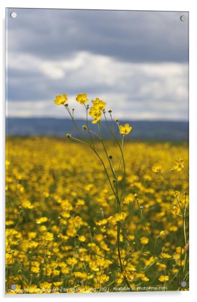 Buttercups against a welsh sky Acrylic by Photography by Sharon Long 