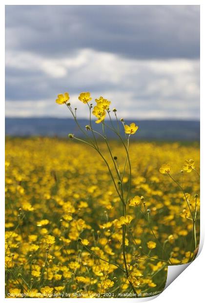 Buttercups against a welsh sky Print by Photography by Sharon Long 