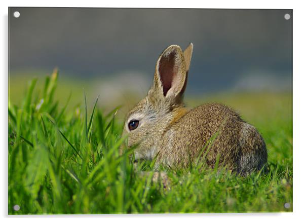 Big Ears Acrylic by Jacqi Elmslie