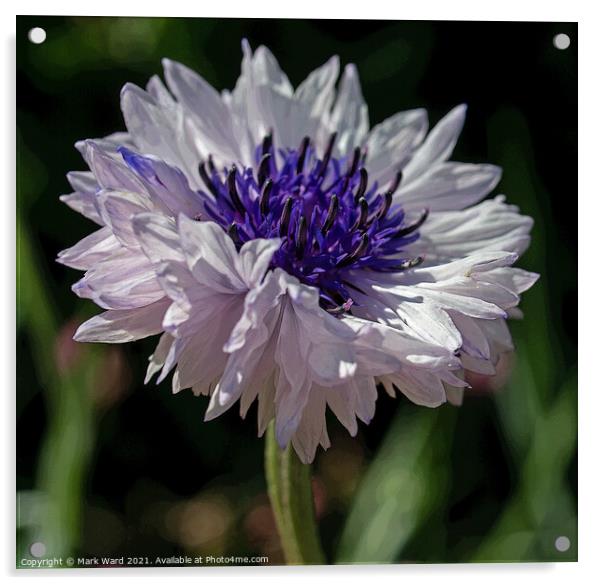 Pale Cornflower Acrylic by Mark Ward