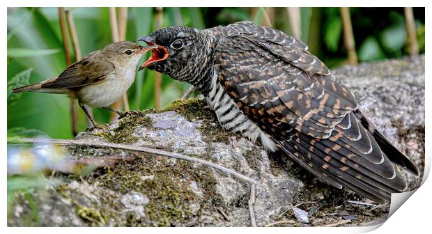 Reed Warbler feeding cuckoo  Print by Jeff Sykes Photography
