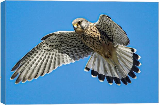 A hawk flying in the clear blue sky Canvas Print by Jeff Sykes Photography