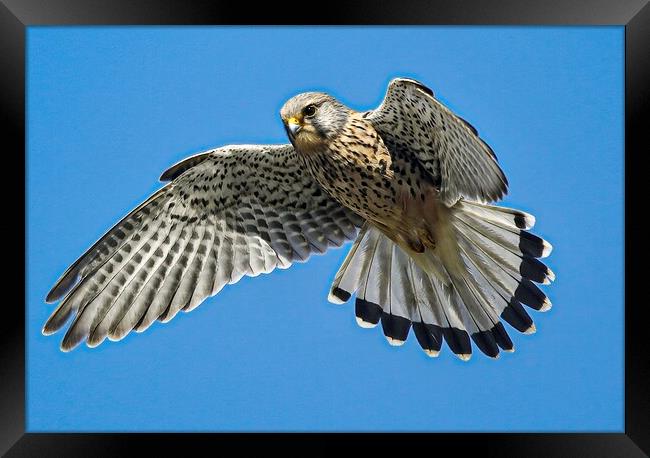 A hawk flying in the clear blue sky Framed Print by Jeff Sykes Photography