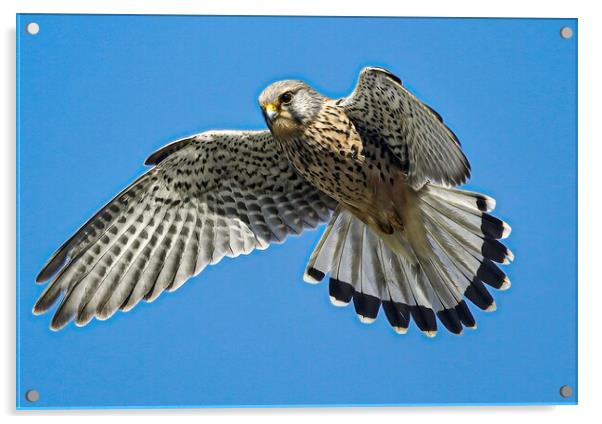A hawk flying in the clear blue sky Acrylic by Jeff Sykes Photography