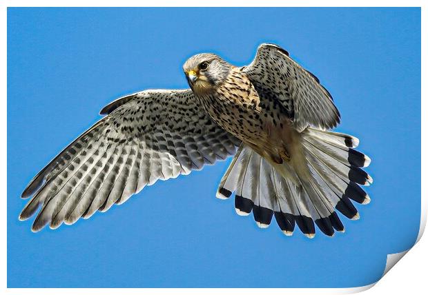 A hawk flying in the clear blue sky Print by Jeff Sykes Photography