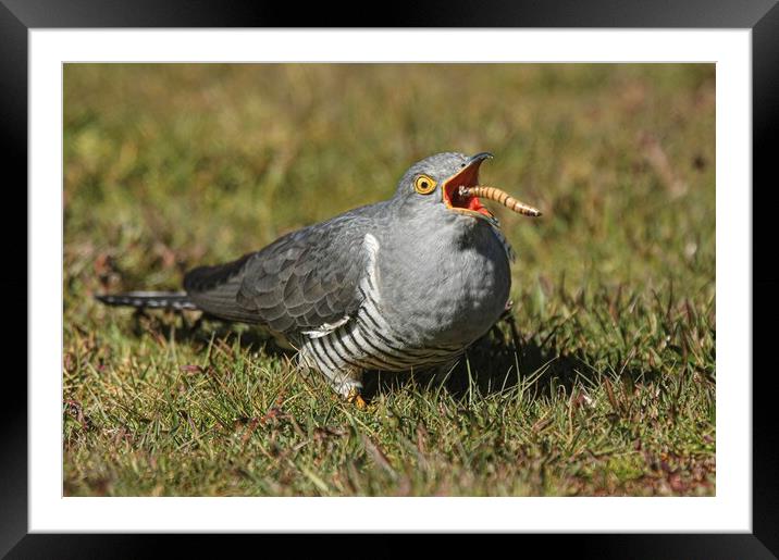 Cuckoo  Framed Mounted Print by Jeff Sykes Photography