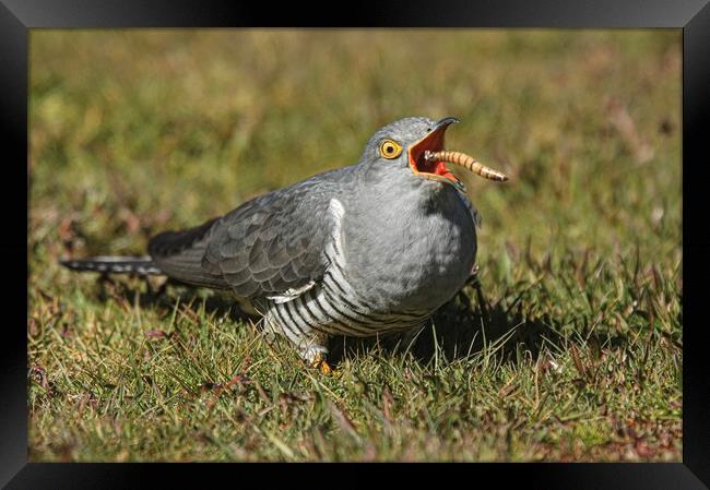 Cuckoo  Framed Print by Jeff Sykes Photography