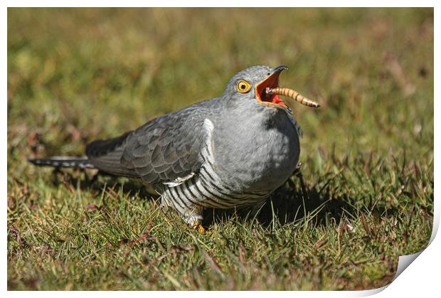 Cuckoo  Print by Jeff Sykes Photography