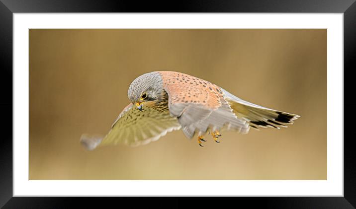 Kestrel hover  Framed Mounted Print by Jeff Sykes Photography