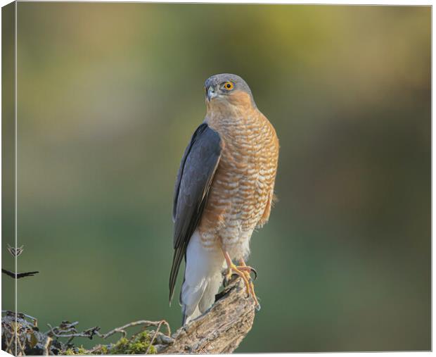 Sparrowhawk  Canvas Print by Jeff Sykes Photography