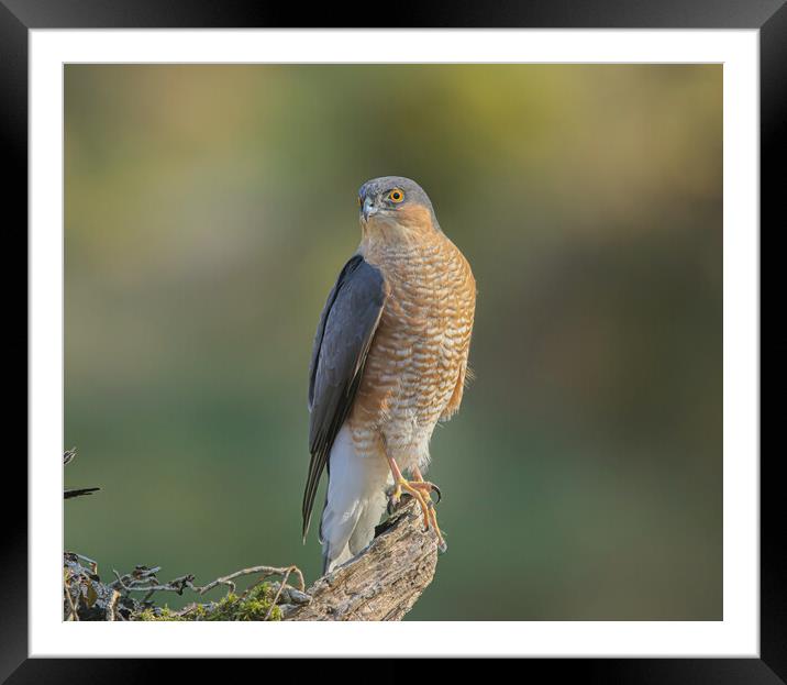 Sparrowhawk  Framed Mounted Print by Jeff Sykes Photography