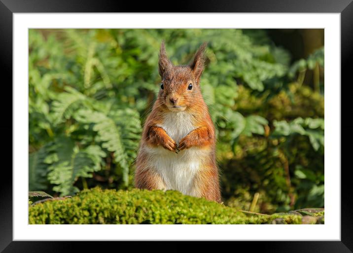 Red Squirrel Framed Mounted Print by Jeff Sykes Photography
