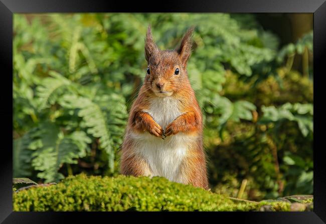 Red Squirrel Framed Print by Jeff Sykes Photography