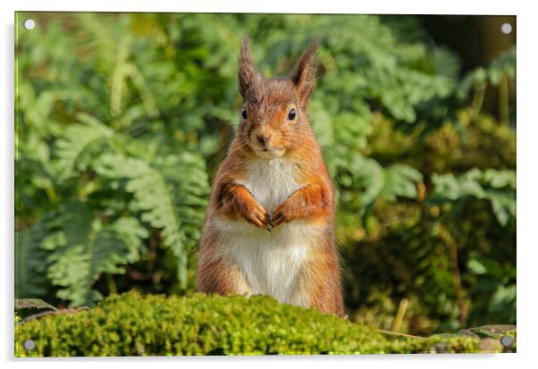 Red Squirrel Acrylic by Jeff Sykes Photography