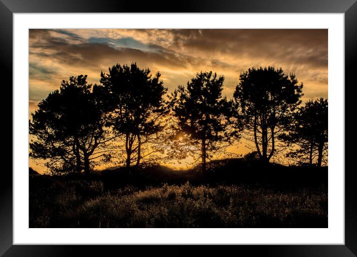 Pine Tree Silhouette Framed Mounted Print by Roger Green