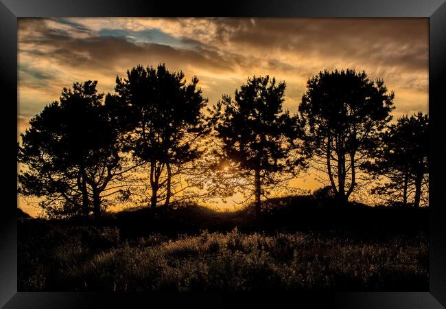 Pine Tree Silhouette Framed Print by Roger Green
