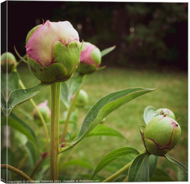 Pink Peony Buds Canvas Print by STEPHEN THOMAS