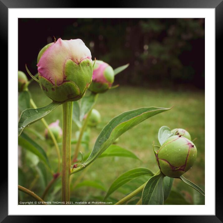 Pink Peony Buds Framed Mounted Print by STEPHEN THOMAS