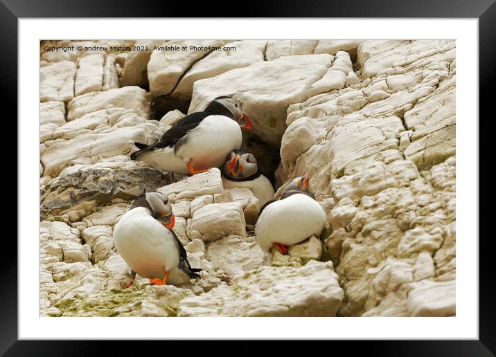 PUFFIN CLIFF Framed Mounted Print by andrew saxton