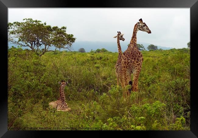 Funny Baby Giraffe in Tanzania Framed Print by Dietmar Rauscher