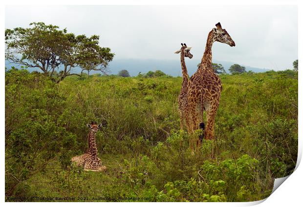 Funny Baby Giraffe in Tanzania Print by Dietmar Rauscher