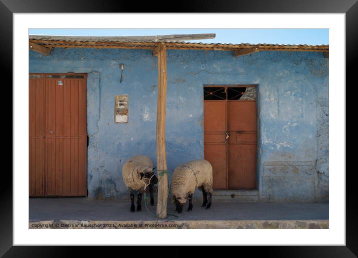 Sheep on Front Porch in Colca Valley, Peru Framed Mounted Print by Dietmar Rauscher