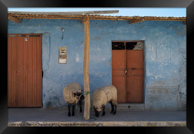 Sheep on Front Porch in Colca Valley, Peru Framed Print by Dietmar Rauscher