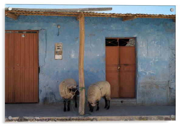 Sheep on Front Porch in Colca Valley, Peru Acrylic by Dietmar Rauscher