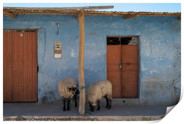 Sheep on Front Porch in Colca Valley, Peru Print by Dietmar Rauscher
