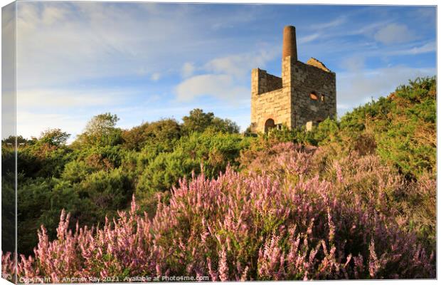 Heather clump at Wheal Peevor Canvas Print by Andrew Ray