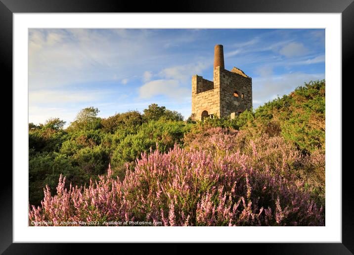 Heather clump at Wheal Peevor Framed Mounted Print by Andrew Ray