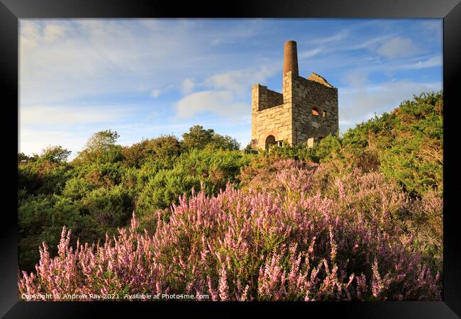 Heather clump at Wheal Peevor Framed Print by Andrew Ray