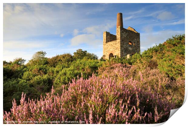 Heather clump at Wheal Peevor Print by Andrew Ray