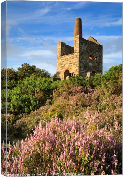 Wheal Peevor Heather  Canvas Print by Andrew Ray