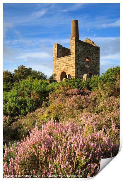 Wheal Peevor Heather  Print by Andrew Ray