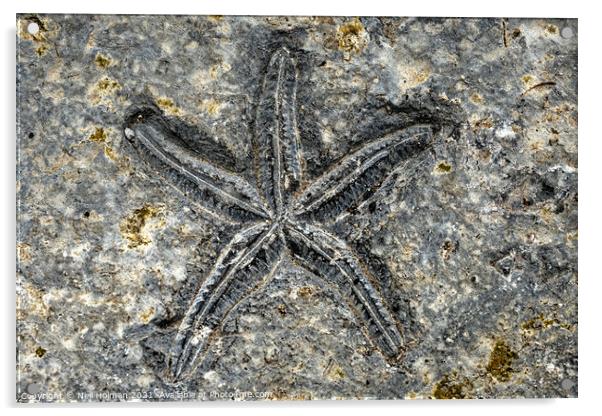Starfish Fossil Acrylic by Neil Holman