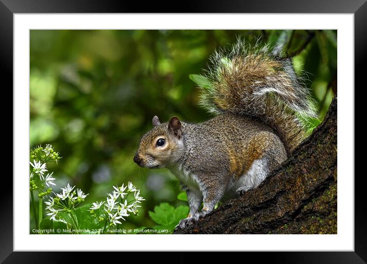 Squirrel Framed Mounted Print by Neil Holman