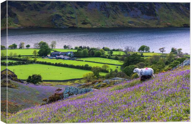 Buttermere bluebells, Lake District.  Canvas Print by John Finney