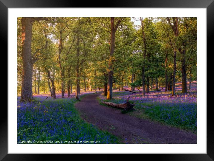 Bluebell Forest Framed Mounted Print by Craig Doogan