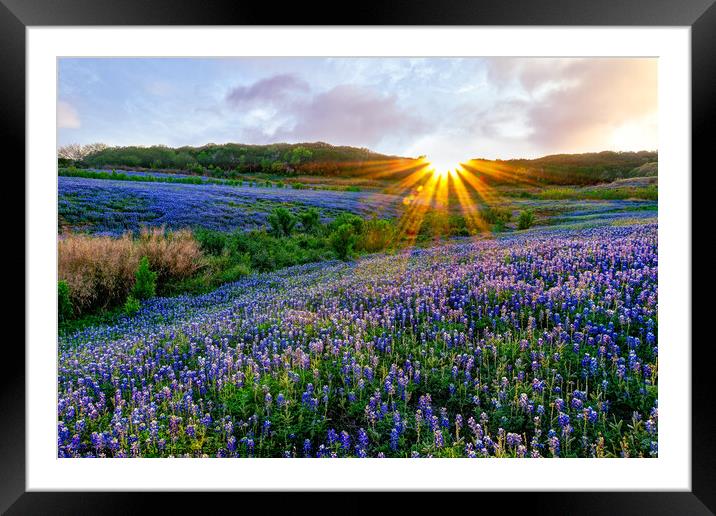 Texas Bluebonnets at Sunset Framed Mounted Print by Chuck Underwood