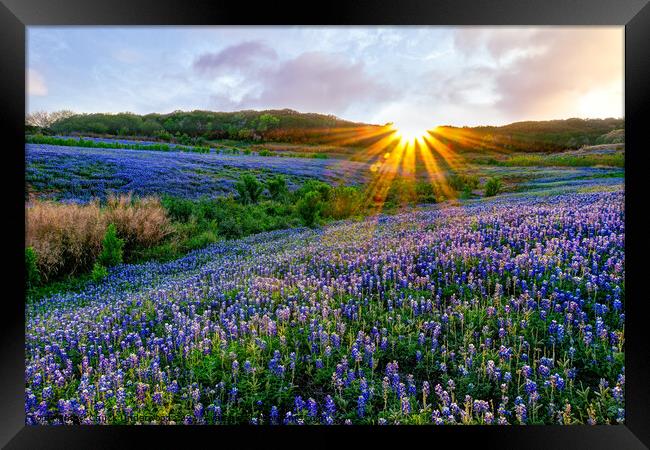 Texas Bluebonnets at Sunset Framed Print by Chuck Underwood