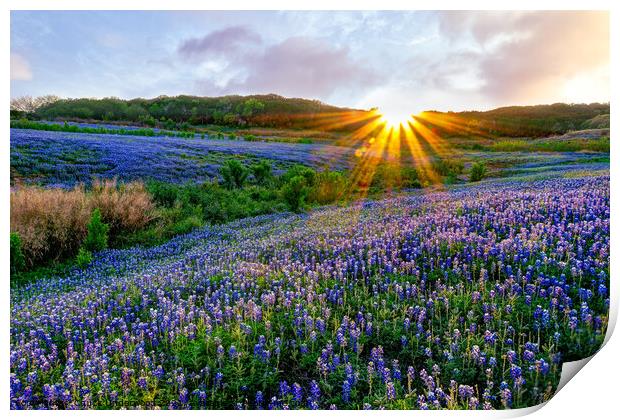 Texas Bluebonnets at Sunset Print by Chuck Underwood