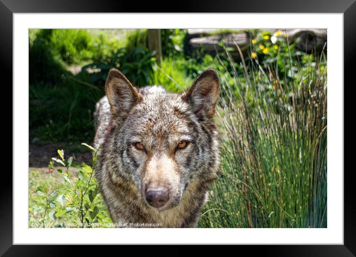 A wolf outside in the grass Framed Mounted Print by Ryan Smith