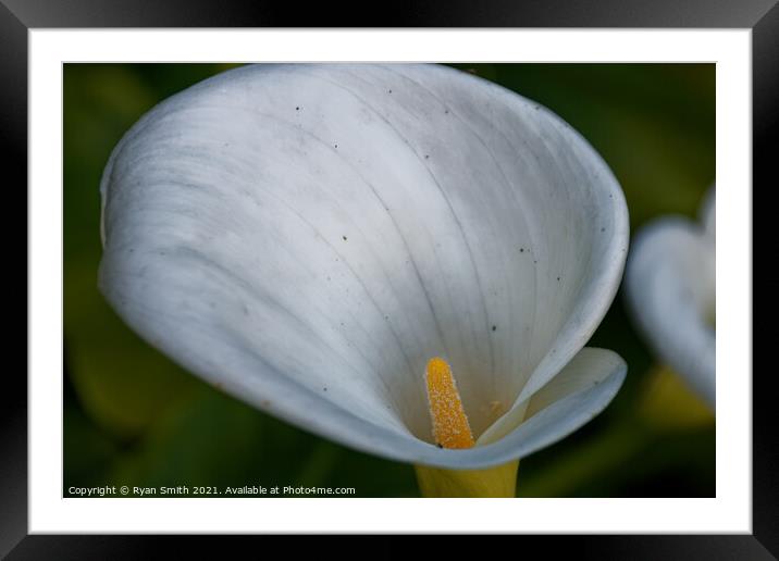 Calla Lily Framed Mounted Print by Ryan Smith
