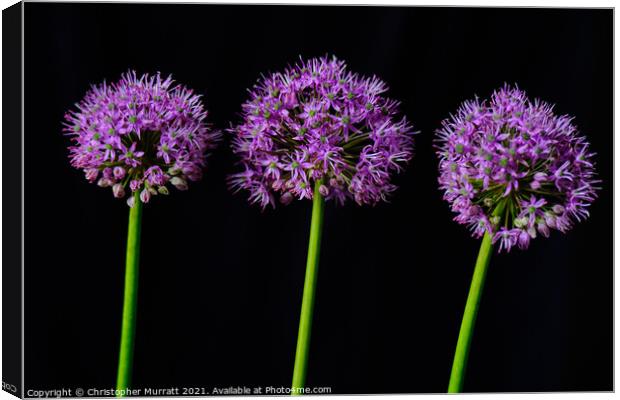 Three Purple Alliums Canvas Print by Christopher Murratt